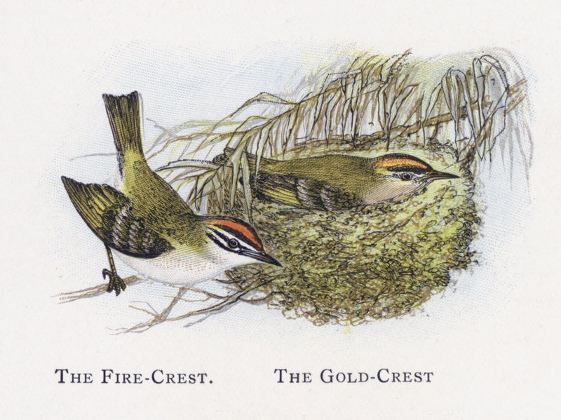 The Fire-Crest, The Gold-Crest  by Alexander Francis Lydon