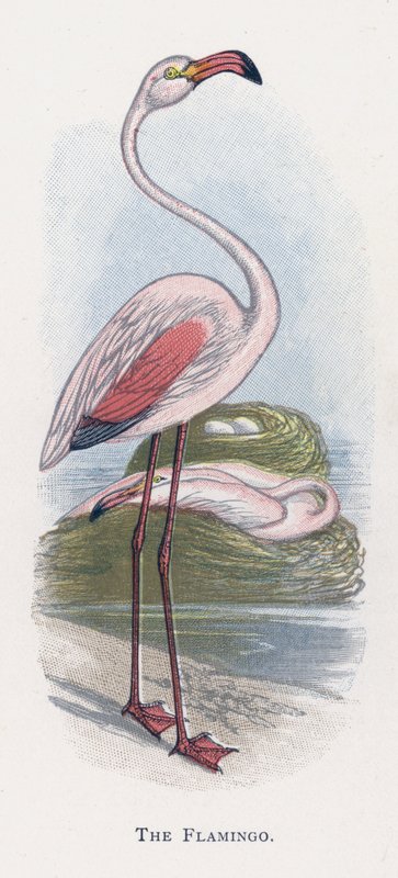 The Flamingo  by Alexander Francis Lydon