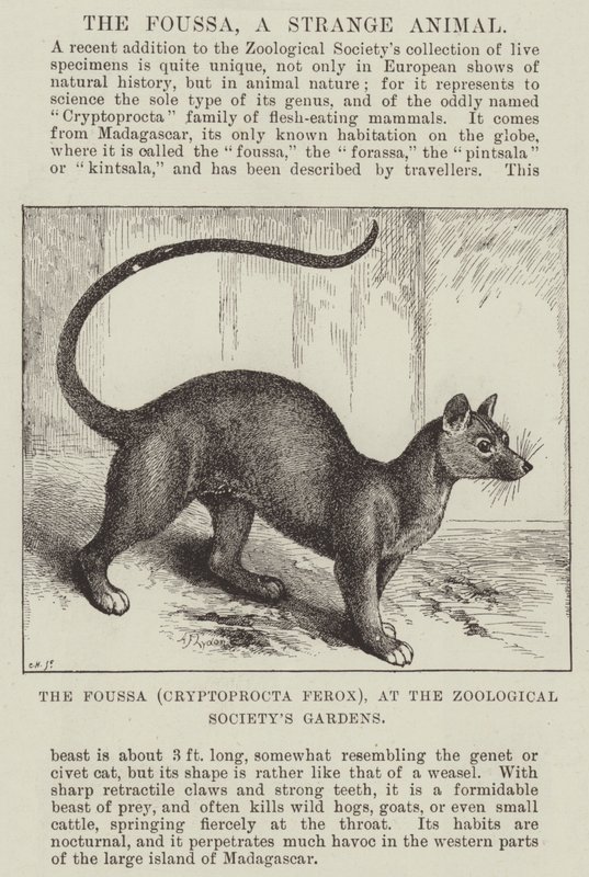 Foussa (Cryptoprocta Ferox), Zooloji Derneği