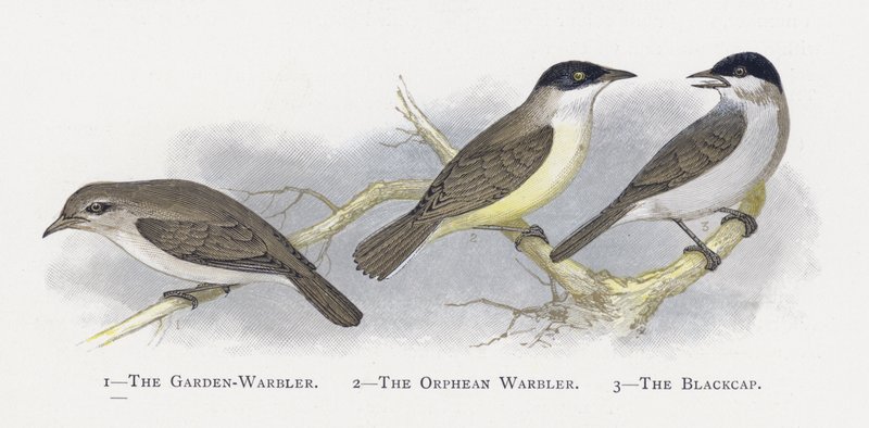 Garden-Warbler, Orphean Warbler, Blackcap by Alexander Francis Lydon