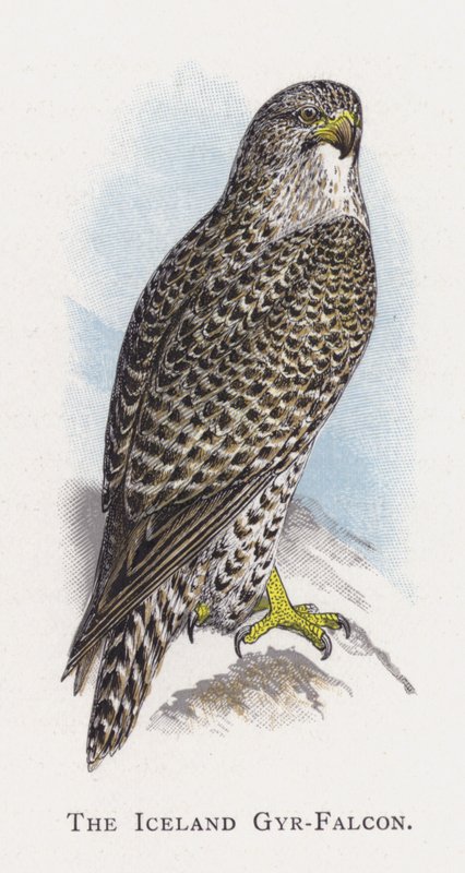 The Iceland Gyr-Falcon  by Alexander Francis Lydon