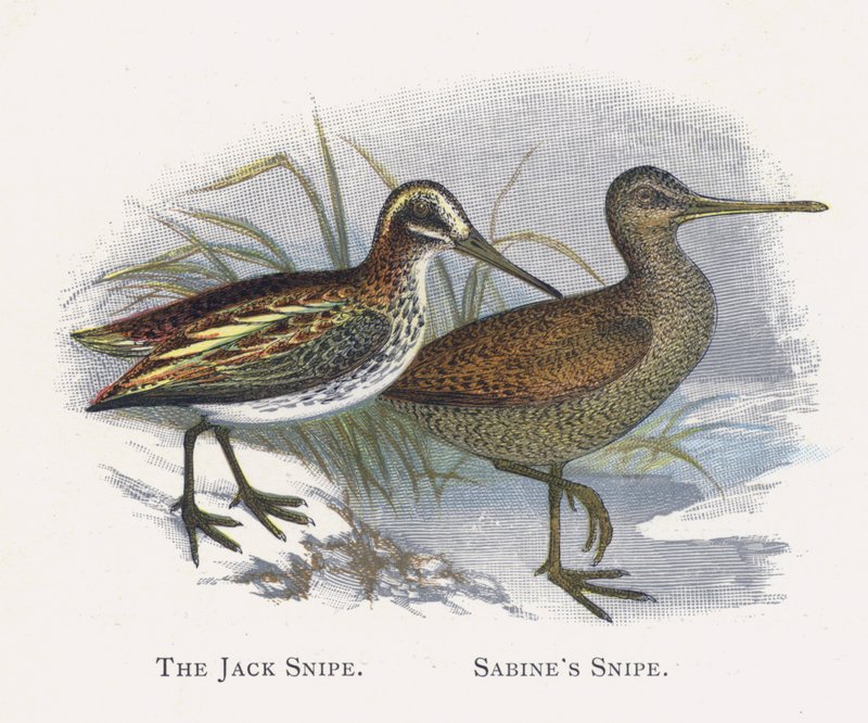 Jack Snipe, Sabines Snipe by Alexander Francis Lydon