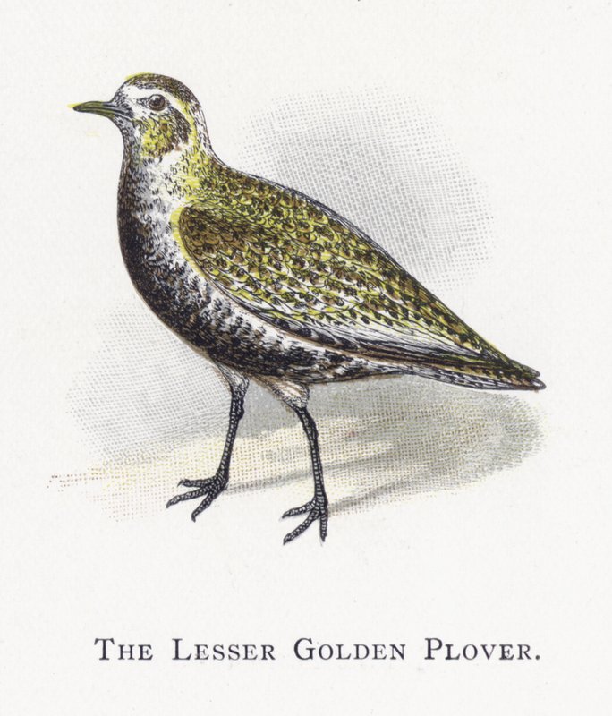 Küçük Altın Plover by Alexander Francis Lydon