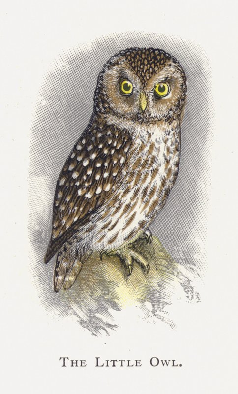Küçük Baykuş by Alexander Francis Lydon