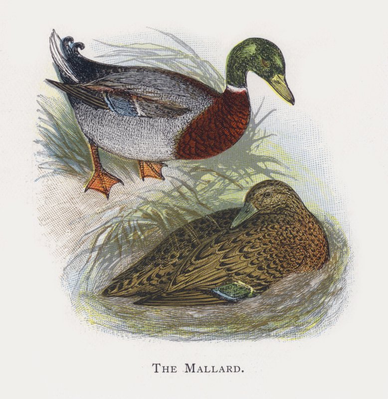 The Mallard  by Alexander Francis Lydon