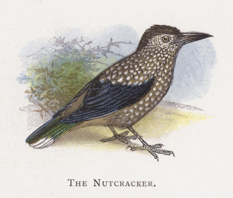 The Nutcracker  by Alexander Francis Lydon