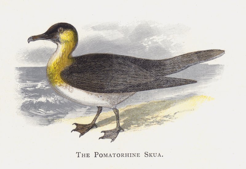 The Pomatorhine Skua  by Alexander Francis Lydon