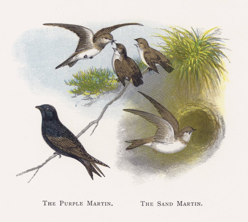 Mor Martin, Kum Martin by Alexander Francis Lydon
