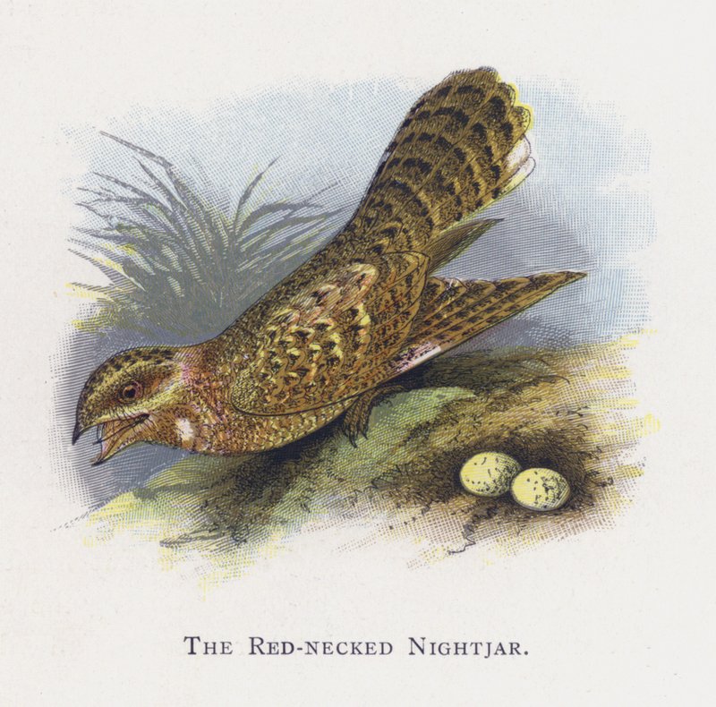Kızıl boyunlu Nightjar by Alexander Francis Lydon