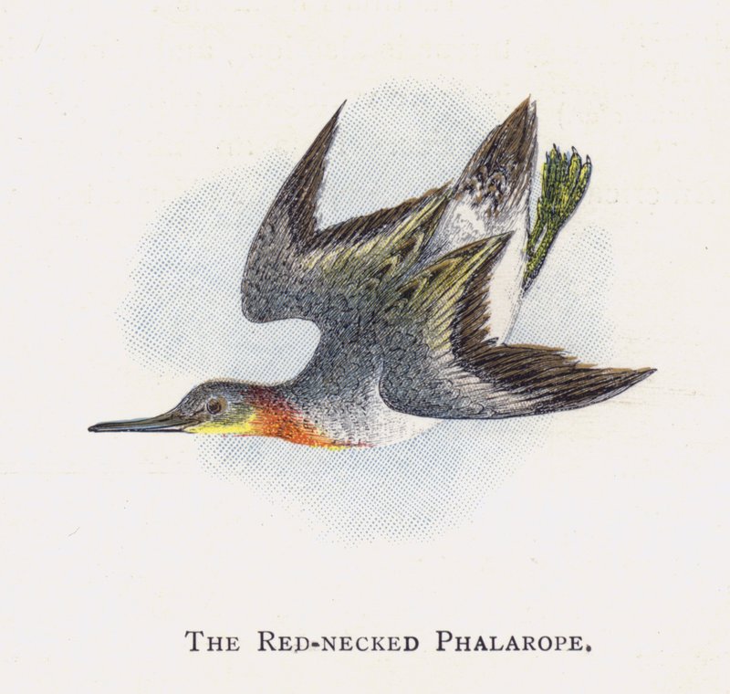 The Red-necked Phalarope  by Alexander Francis Lydon