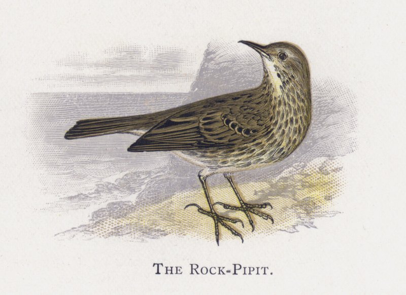 Kaya-Pipit by Alexander Francis Lydon