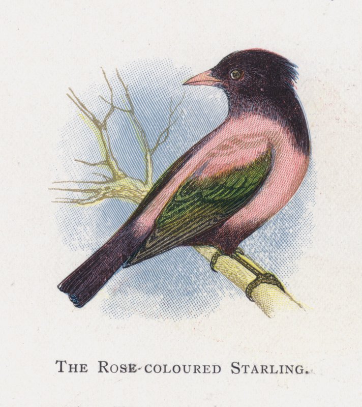 The Rose coloured Starling  by Alexander Francis Lydon