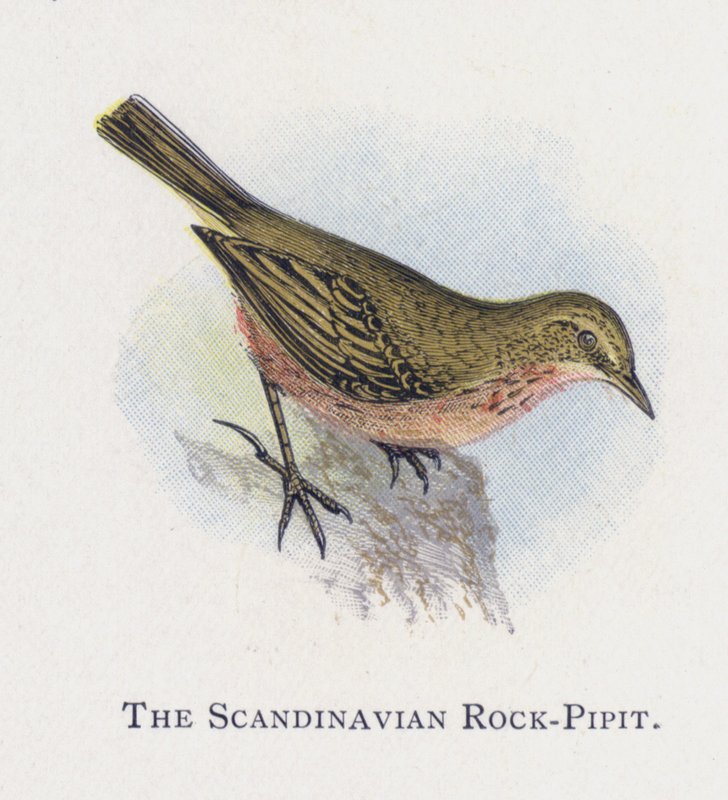 İskandinav Rock-Pipit by Alexander Francis Lydon