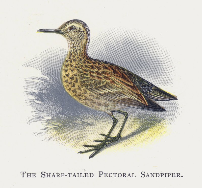 Keskin Kuyruklu Pektoral Sandpiper by Alexander Francis Lydon