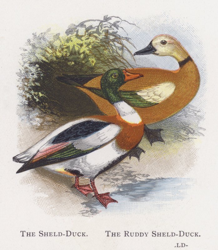 Kalkan Ördeği, Kızıl Shelduck by Alexander Francis Lydon