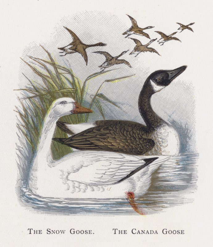 The Snow Goose, The Canada Goose  by Alexander Francis Lydon