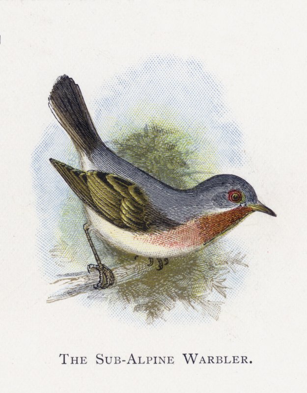 The Sub-Alpine Warbler  by Alexander Francis Lydon