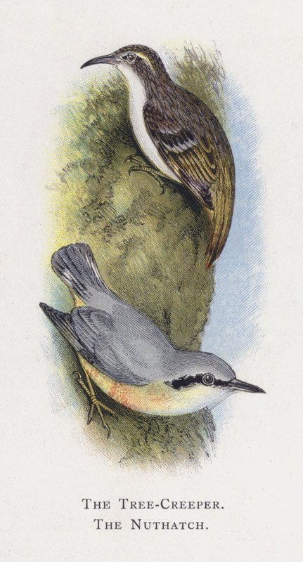 The Tree-Creeper, The Nuthatch  by Alexander Francis Lydon