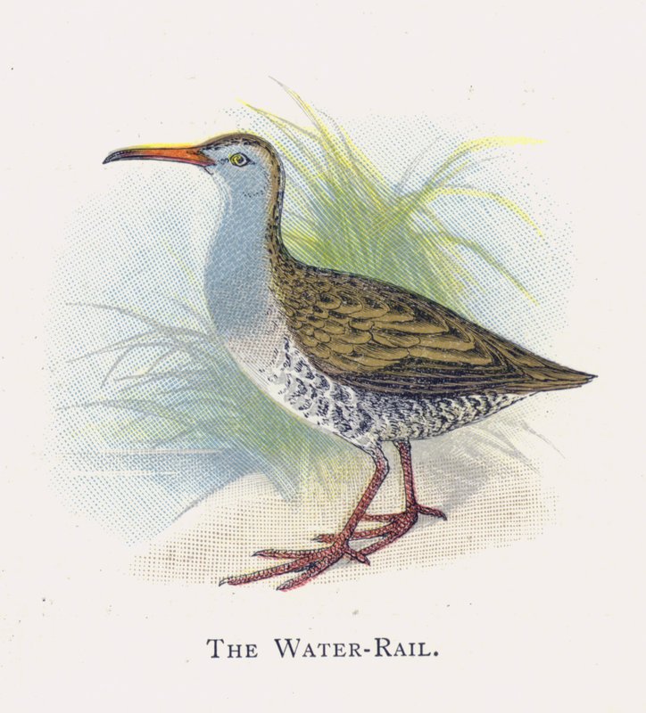 The Water-Rail  by Alexander Francis Lydon