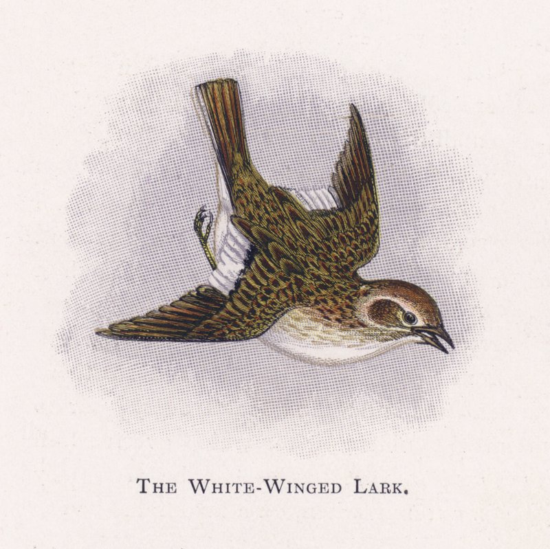 Beyaz Kanatlı Lark by Alexander Francis Lydon