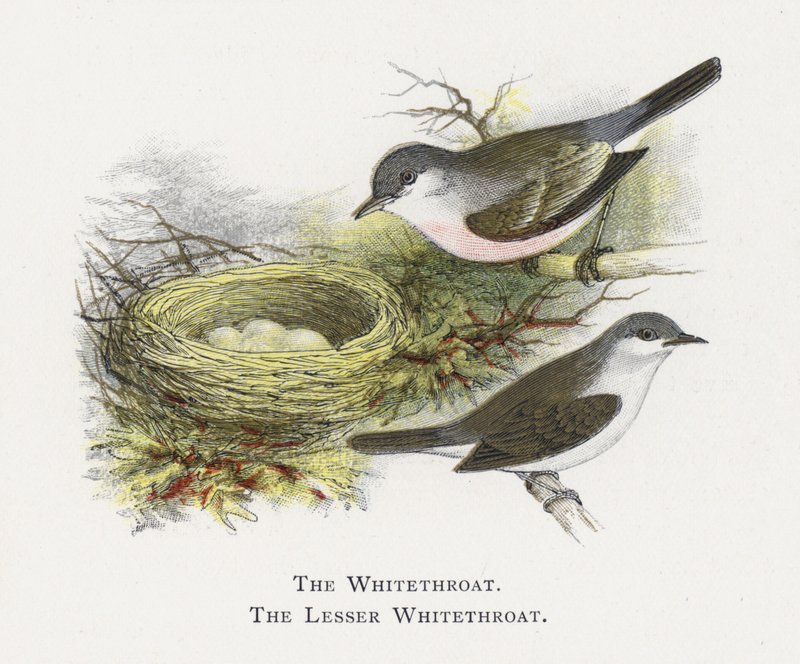 Whitethroat, Küçük Whitethroat by Alexander Francis Lydon