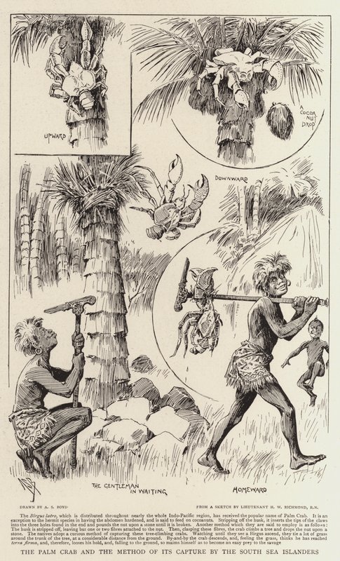Palm Yengeç ve Güney Denizi Adalıları Tarafından Yakalanma Yöntemi by Alexander Stuart Boyd