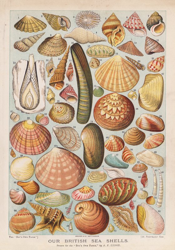 İngiliz deniz kabukları (chromolitho) by Alexander Francis (after) Lydon