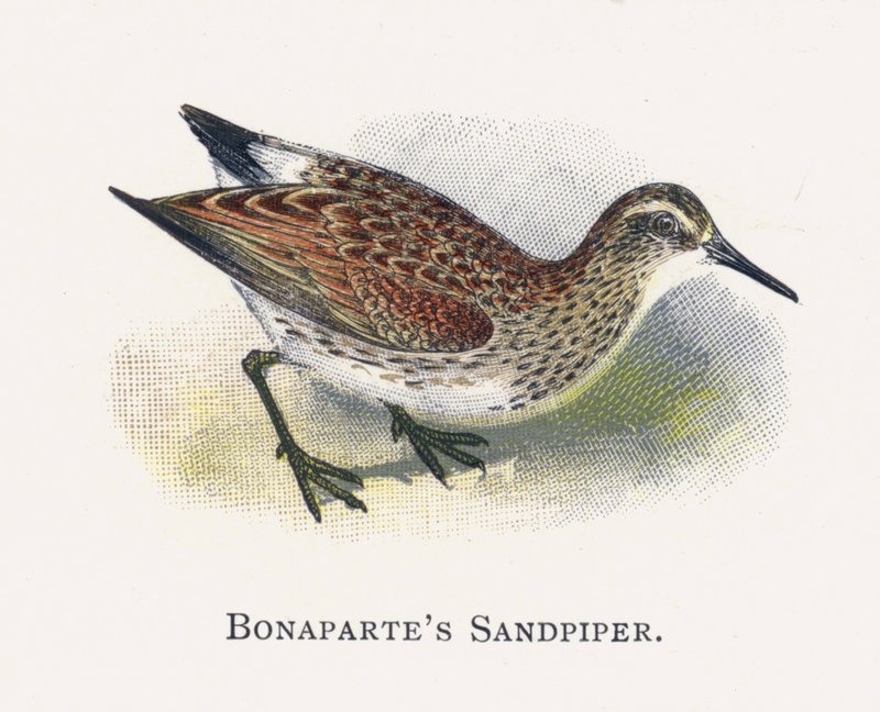 Bonapart çulluğu by Alexander Francis Lydon