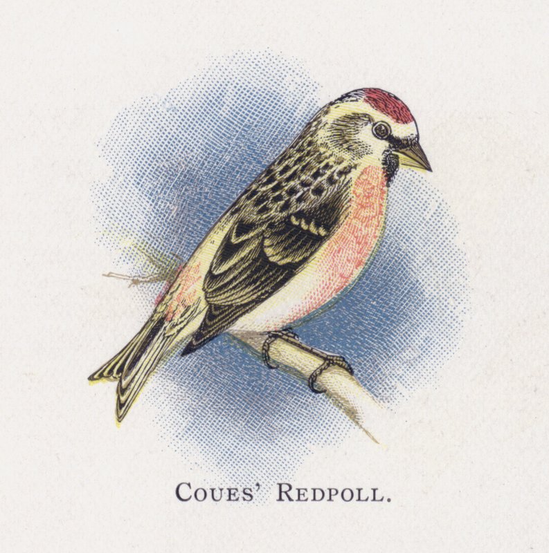 Coues Redpoll by Alexander Francis Lydon