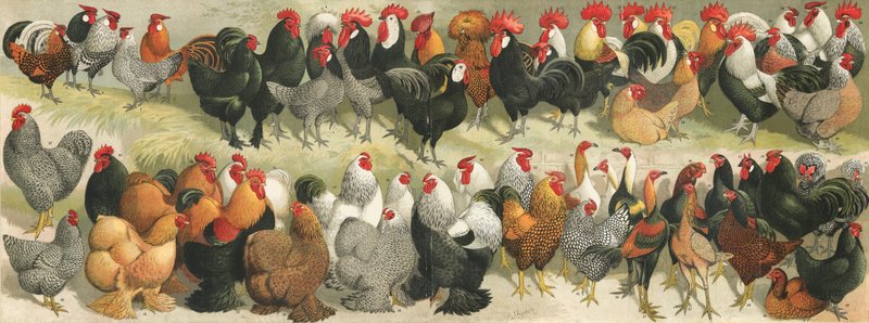 kümes hayvanı by Alexander Francis Lydon