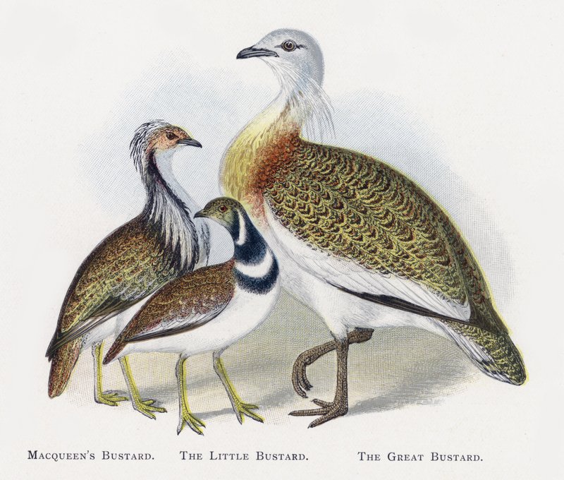 Macqueens Bustard, Küçük Toy, Büyük Bustard by Alexander Francis Lydon