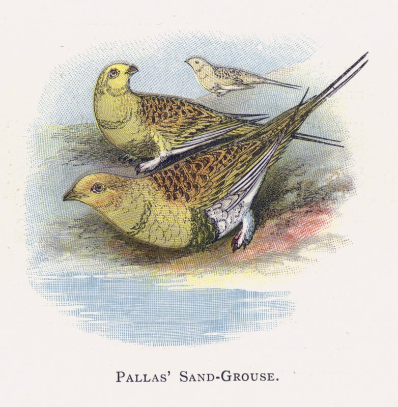 Pallas Kum Tavuğu by Alexander Francis Lydon