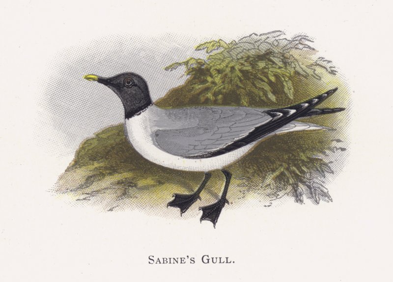 sabin martı by Alexander Francis Lydon