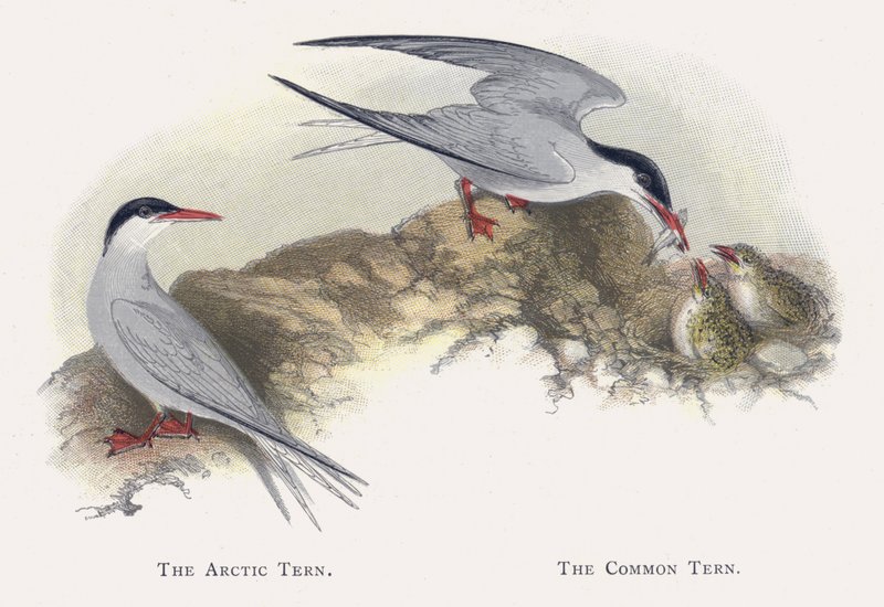 Arktik Sumru, Ortak Sumru by Alexander Francis Lydon
