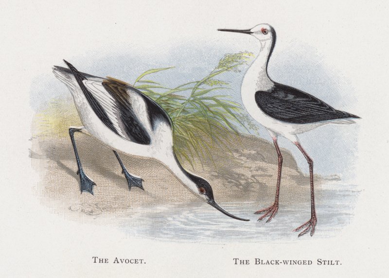 Avocet, Kara Kanatlı Tepe by Alexander Francis Lydon