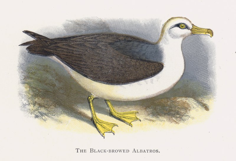 Kara kaşlı Albatros by Alexander Francis Lydon