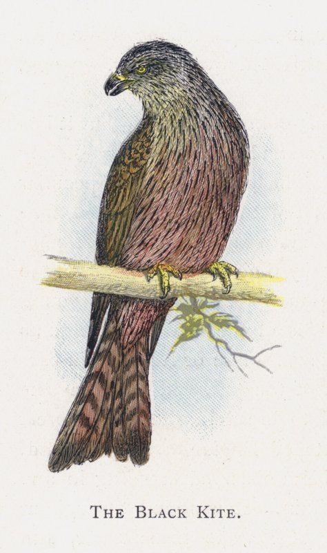 Kara Uçurtma by Alexander Francis Lydon