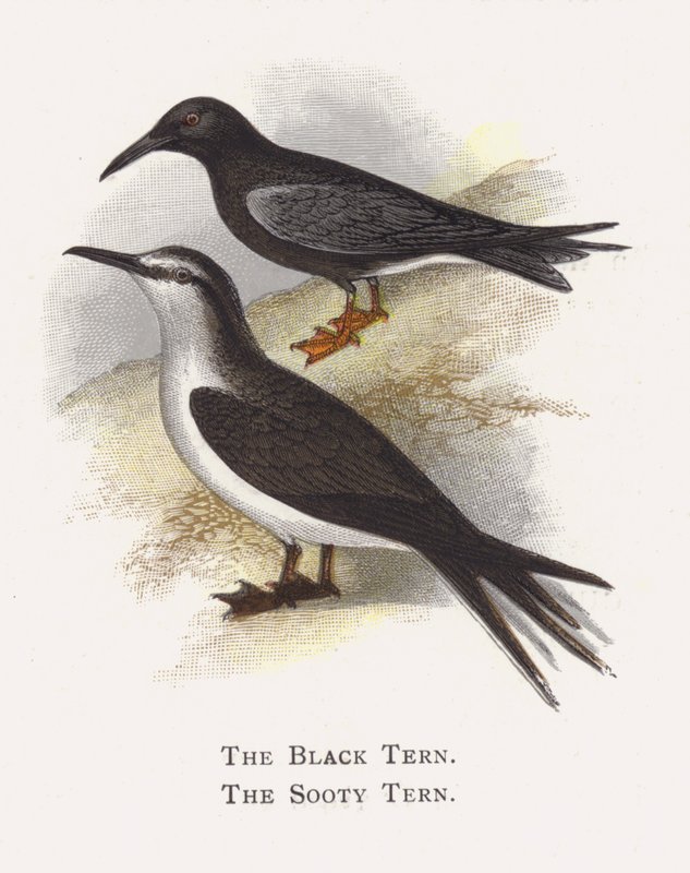 Kara Sumru, Kurumlu Sumru by Alexander Francis Lydon