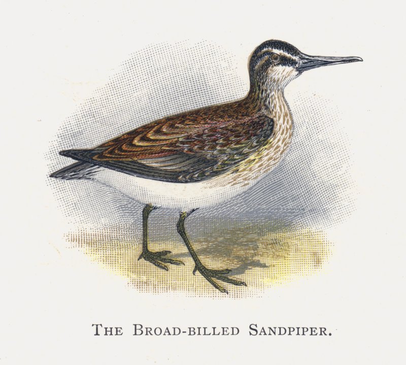 Geniş Gagalı Sandpiper by Alexander Francis Lydon
