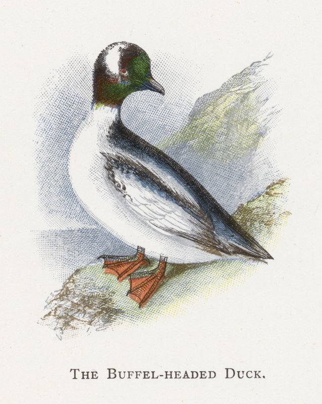 Buffel başlı ördek by Alexander Francis Lydon