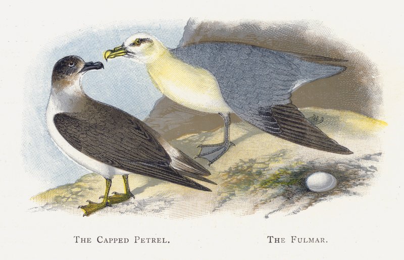 Kapaklı Petrel, Fulmar by Alexander Francis Lydon