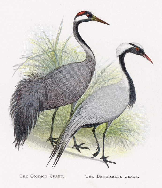 Ortak Turna, Demoiselle Turna by Alexander Francis Lydon