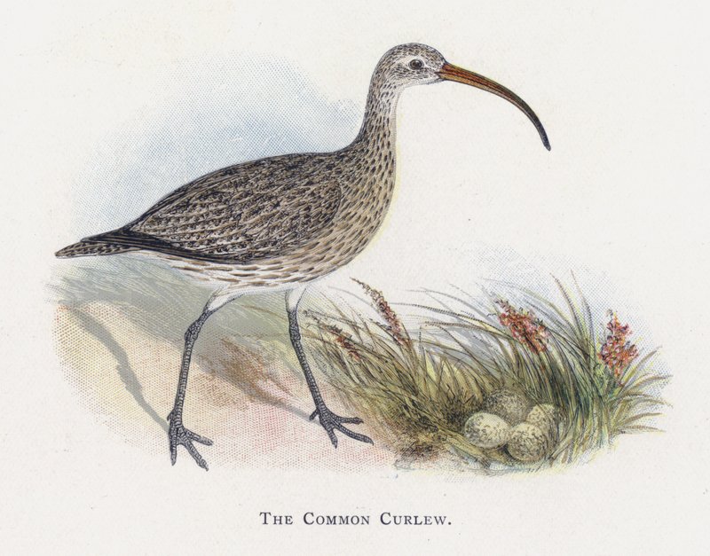 Ortak Curlew by Alexander Francis Lydon