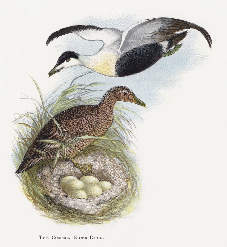 Ortak Eider-ördek by Alexander Francis Lydon