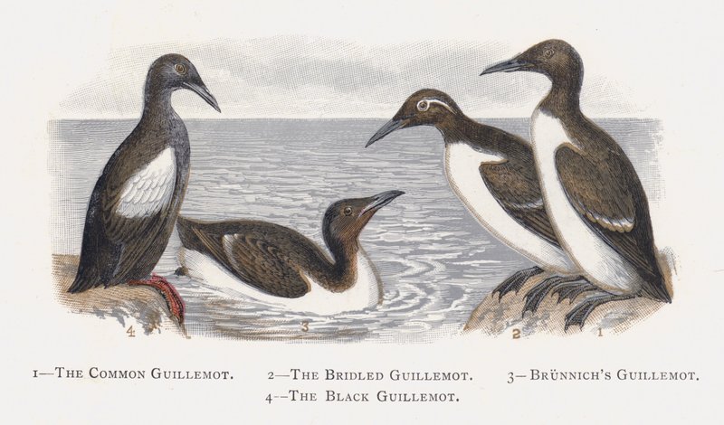 Adi Guillemot, Bridled Guillemot, Brunnichs Guillemot, Kara Guillemot by Alexander Francis Lydon