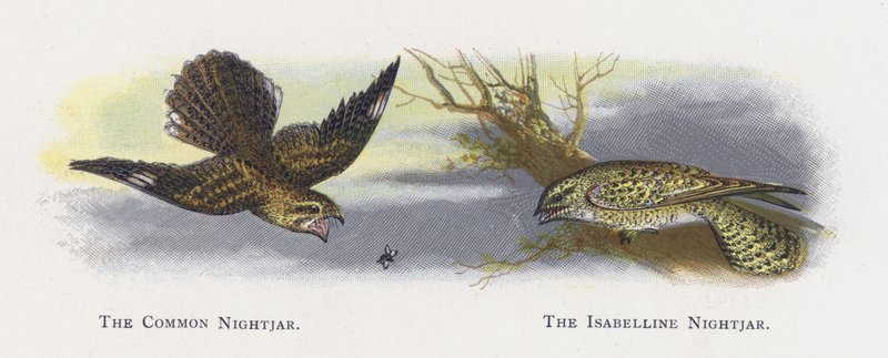 Sıradan Nightjar, Isabelline Nightjar by Alexander Francis Lydon