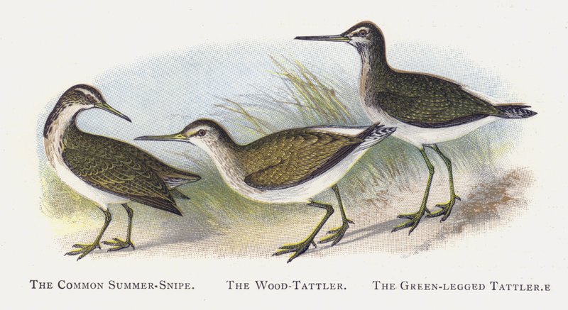 Ortak Yaz-Çulluğu, Tahta-Tattler, Yeşil Bacaklı Tattler by Alexander Francis Lydon