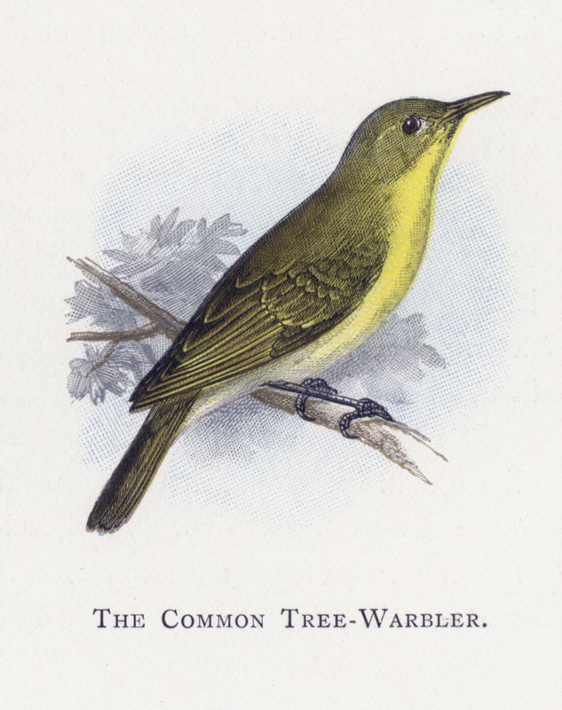 Ortak Ağaç-Warbler by Alexander Francis Lydon