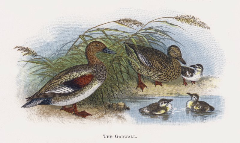 Gadwall by Alexander Francis Lydon