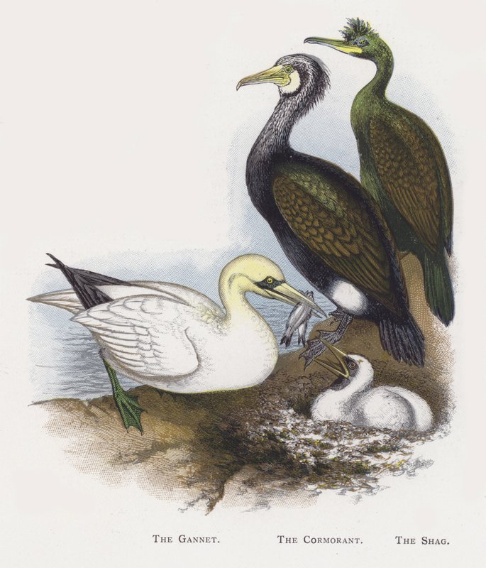 Gannet, Karabatak, Sevişmek by Alexander Francis Lydon